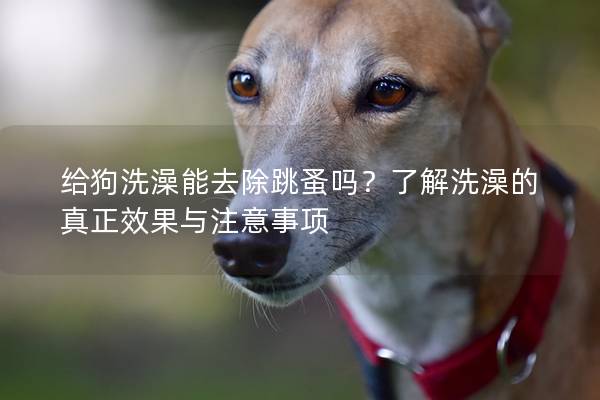 給狗洗澡能去除跳蚤嗎？了解洗澡的真正效果與注意事項